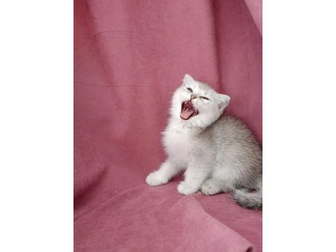Scottish fold 3 aylık