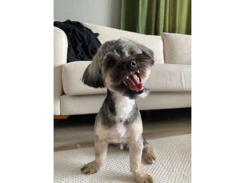 1.5 yaşında yorkshire terrier