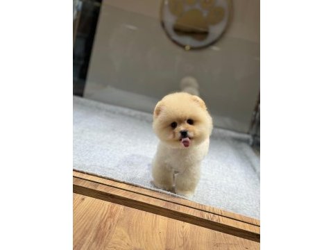 Bebek gibi bi pomeranian boo