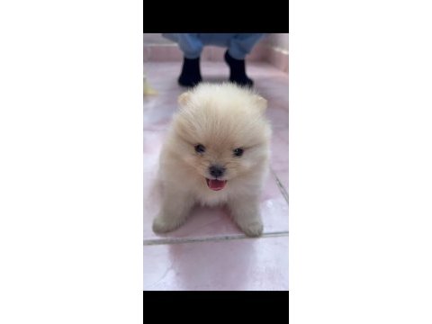 Pomeranian boo yavrularım yuvalarını arıyorlar