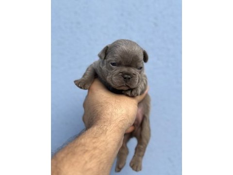 A kalite renk renk french bulldog