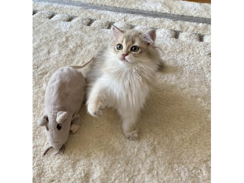 Safkan british longhair blue golden erkek yavru