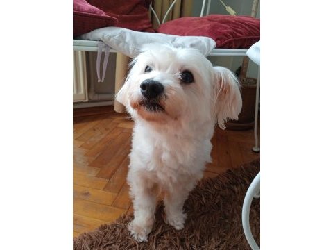 Maltese terrier 10 yaşında erkek