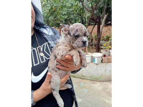 Merley french bulldog yavrular kalite