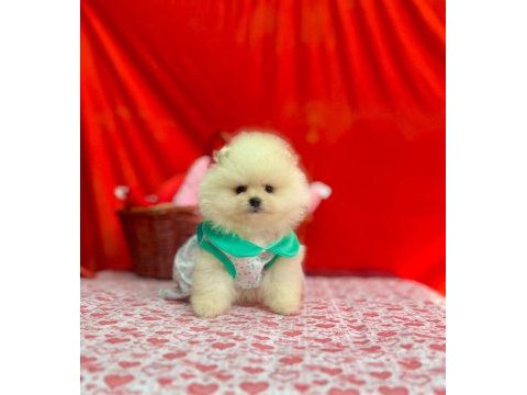 Safkan pomeranian boo yavrularımız