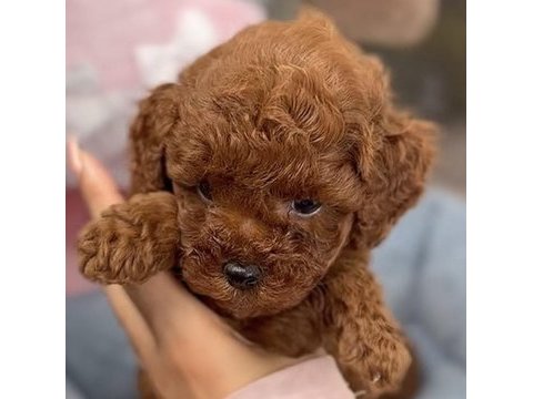 Toy poodle safkan
