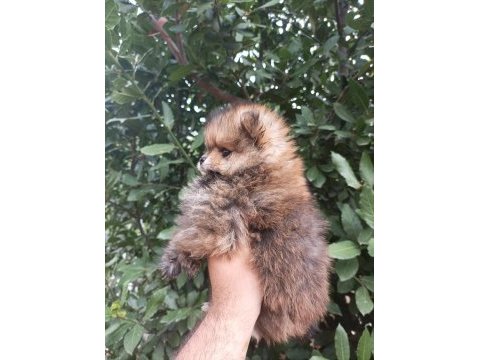 Minik tatlı pomeranian bebek