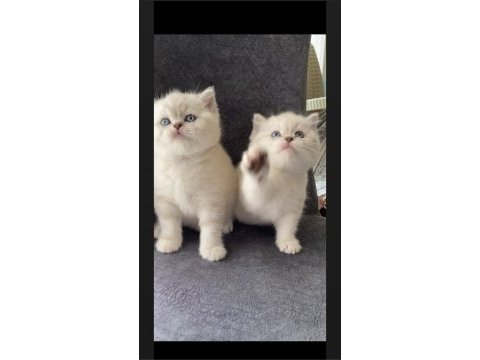 Safkan ayı surat golden point british shorthair bebekler