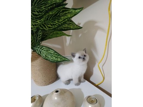 Sevimli british shorthair bebekler