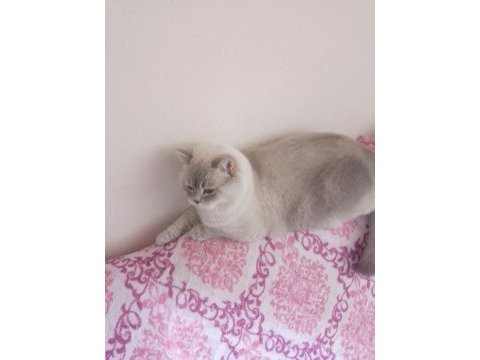 British shorthair erkek kedimiz köpük