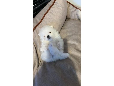 Sevimli pomeranian kızım süper kalite