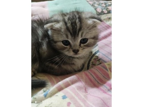 Scottish fold lilac