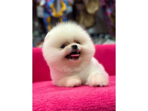 Pomeranian boo köpekler
