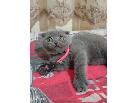 Scottish fold aşkı