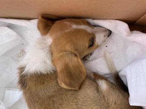 Ücretsiz yavru jack russell