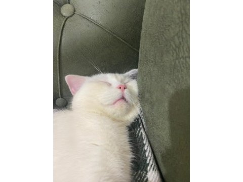 Acil sahiplendirme british shorthair