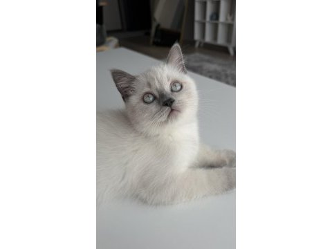 British shorthair 2,5 aylık safkan yavrumuz