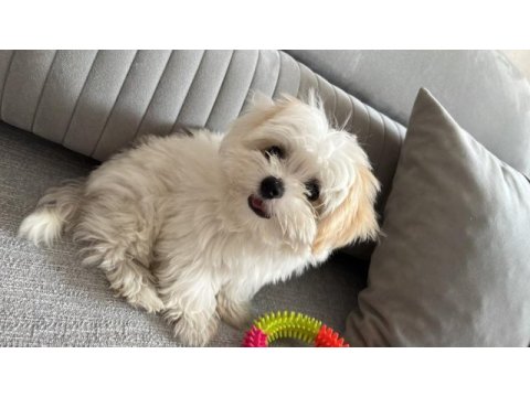 Kar topu gibi eğitimli yavru köpekler