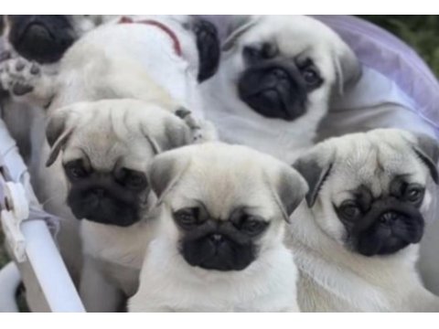 Pug safkan