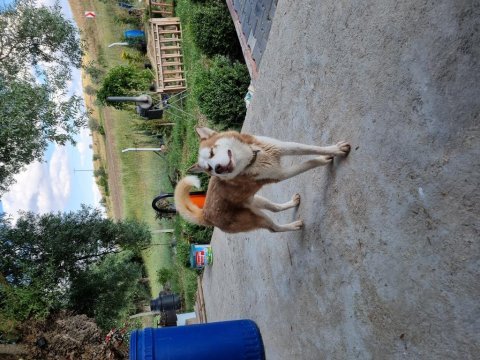 Erkek orjinal husky çok akıllı ve oyuncu 1 yaşında