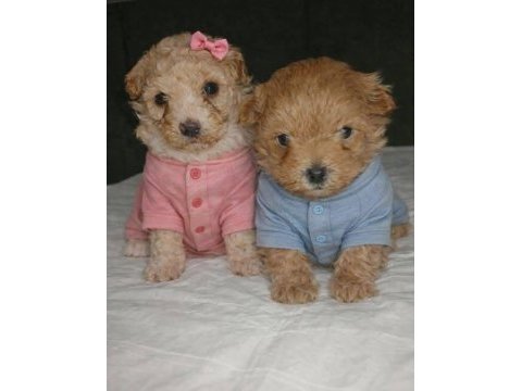 Dişi erkek maltipoo yavrular