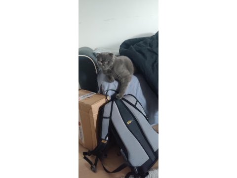 Yakışıklı scottish fold kedimiz jax