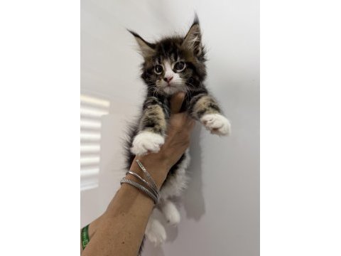 Küçük bir dev dişi maine coon