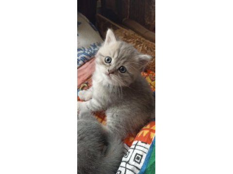 2 aylık 4 tane yavru kedimiz sahiplendirilecektir