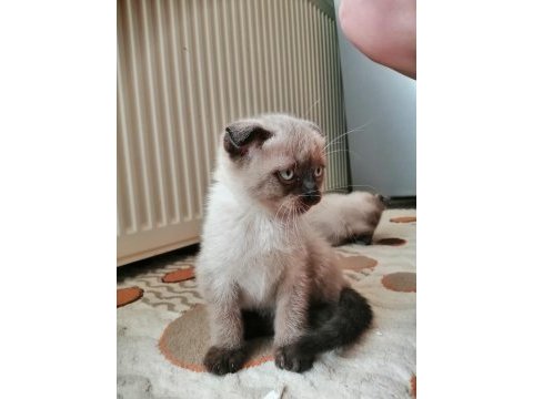 Minik yavrularima onlari çok sevecekyuva ariyorm