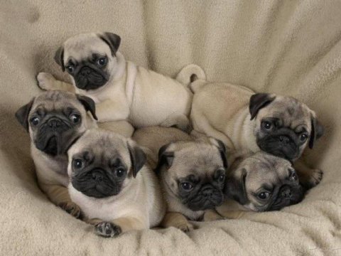 Pug mops bebeklerimiz