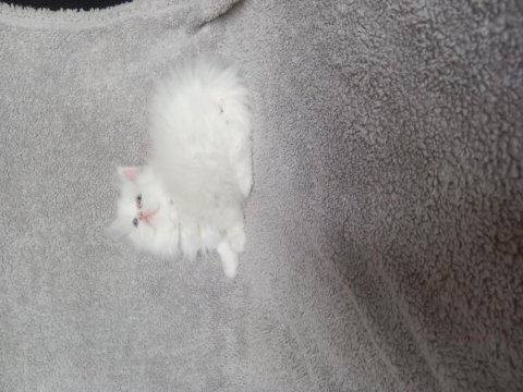 Teslime hazır dişi chinchilla bebekler