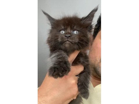 2 dev erkek xxxl maine coon
