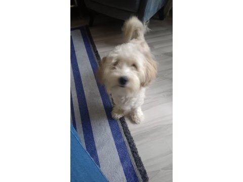 9 aylık maltipoo