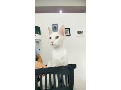 Ücretsiz kedi sahiplendirme