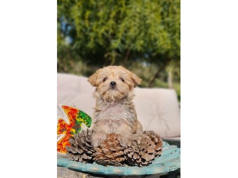 Dişi teacup morkie