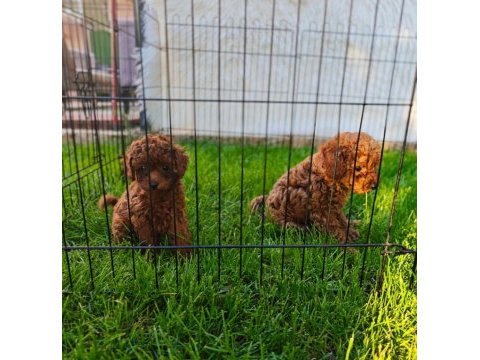 Toy poodle yavrularımız