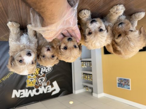 Bu yavrular kaçmaz maltipoo bebekler teslime hazır ank 