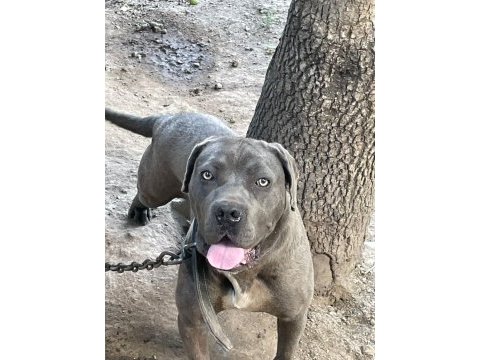 1 yaşında hamile cane corso