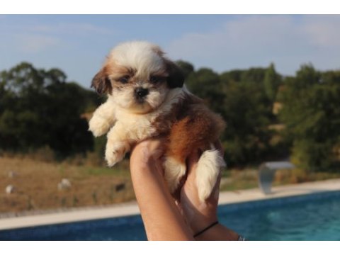 Sevimli shih tzu yavrusu sağlıklı, erkek ve dişi