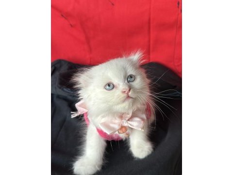 Scottish fold mavi gözlü