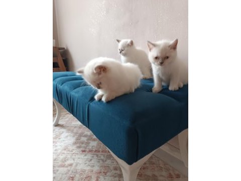 Anne baba secereli bluepoint mavi göz safkan yavrular