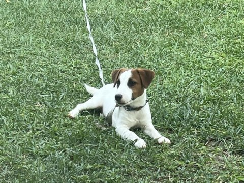Safkan tr de nadir jack russell 120 günlük erkek