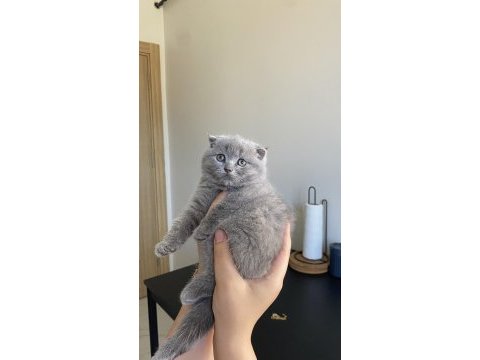 Scottish fold 2 aylık dişi