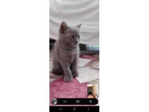 50 günlük british shorthair