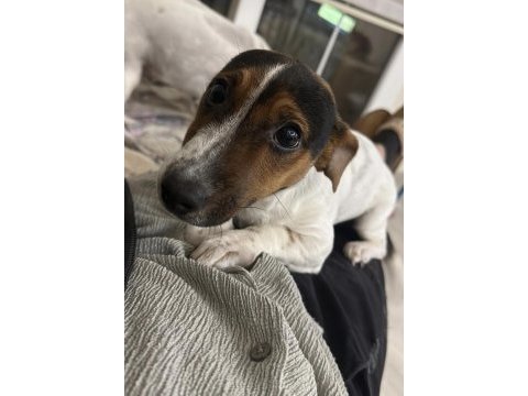 4.5 aylık jack russell lucy kızım için yuva arıyoruz