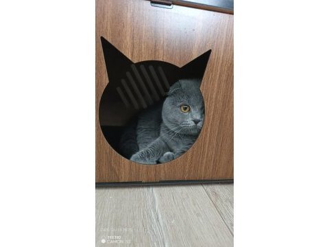 1 yaşında erkek eğitimli safkan scottish fold