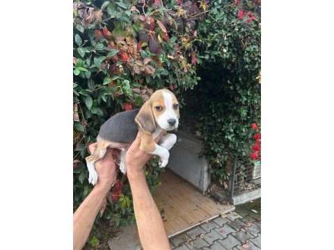 Beagle yavrular ırk ve sağlık garantili