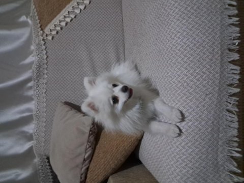 Pomeranian spitz köpeğimiz
