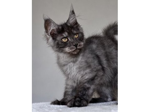 Wcf kayıtlı maine coon erkek black smoke