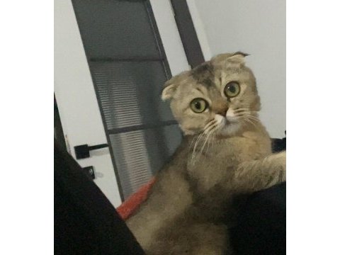 Scottish fold kedimiz ücretsizdir